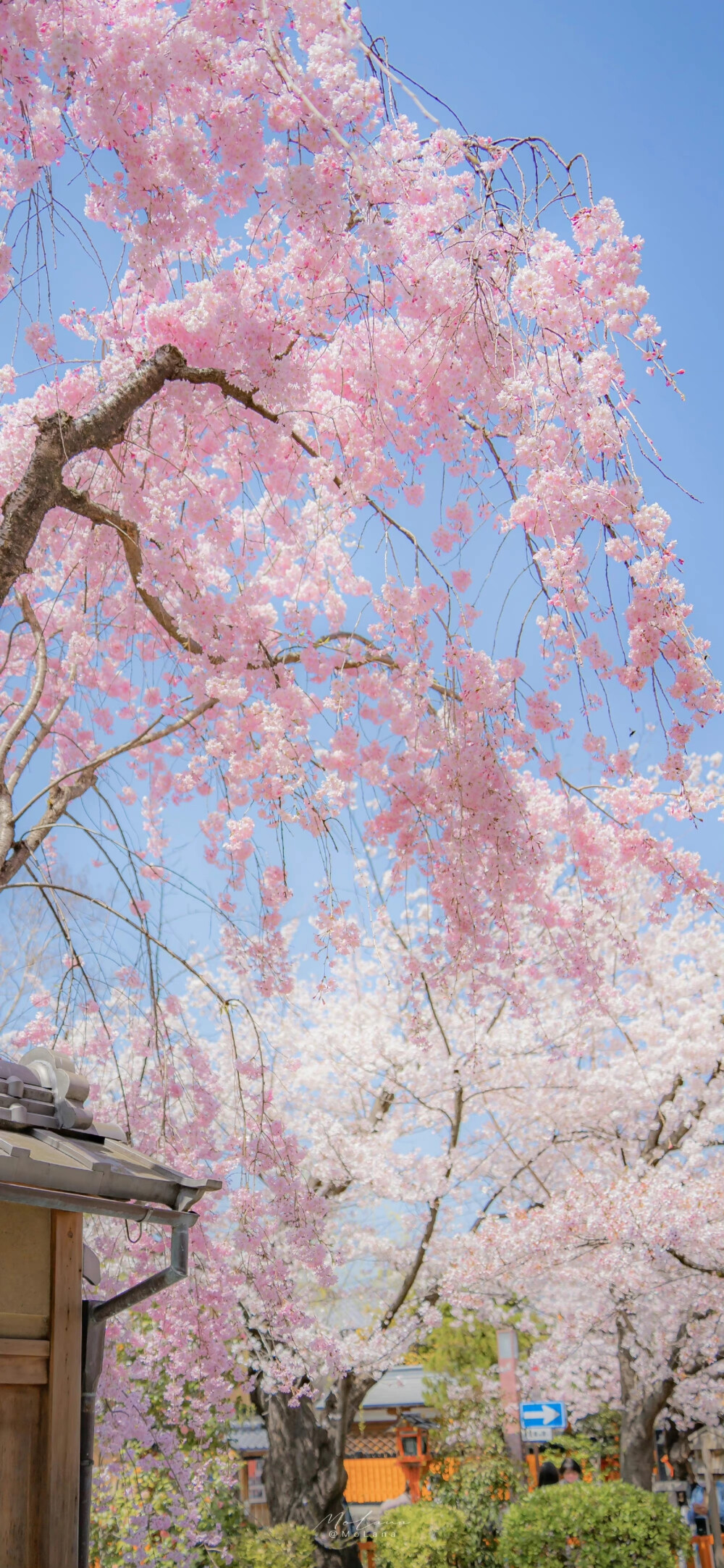 春日壁纸 聊天背景 锁屏 春天 花