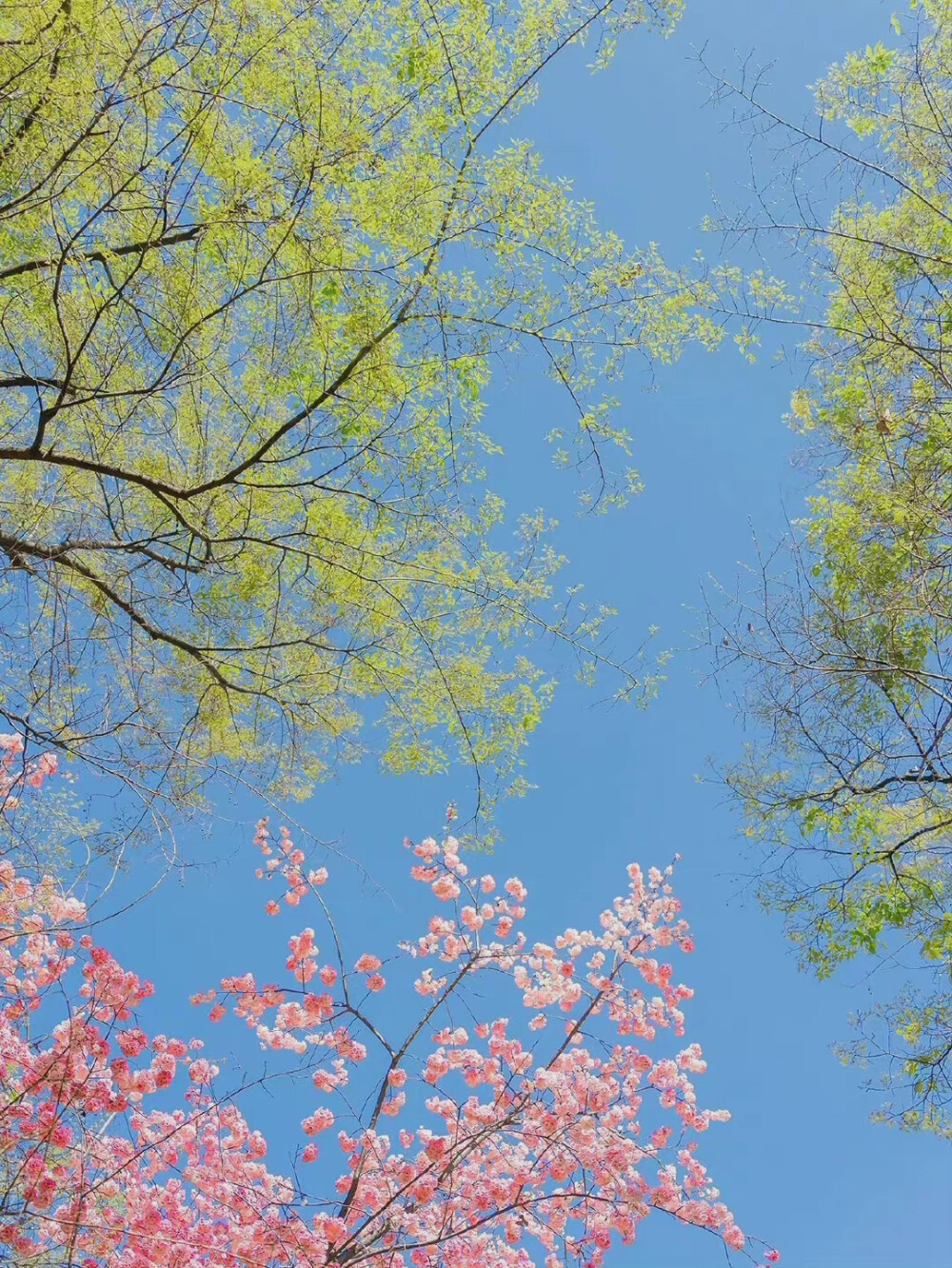 春日壁纸 聊天背景 锁屏 春天 花