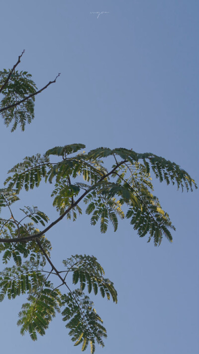 日落是我对你的告白