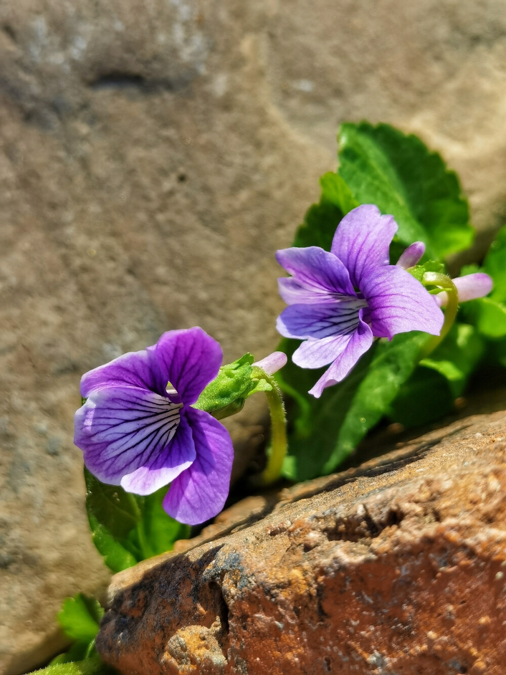 紫花地丁