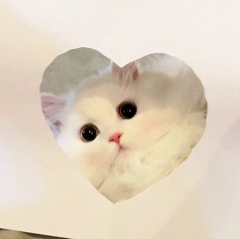 遇见你的猫❣