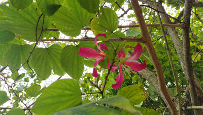 美丽吉安之赏花系列：红花羊蹄甲美丽绽放(2022年4月17日摄于江西吉安螺湖湾湿地公园）