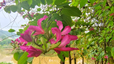 美丽吉安之赏花系列：红花羊蹄甲美丽绽放(2022年4月17日摄于江西吉安螺湖湾湿地公园）