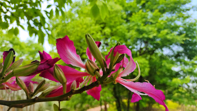 美丽吉安之赏花系列：红花羊蹄甲美丽绽放(2022年4月17日摄于江西吉安螺湖湾湿地公园）