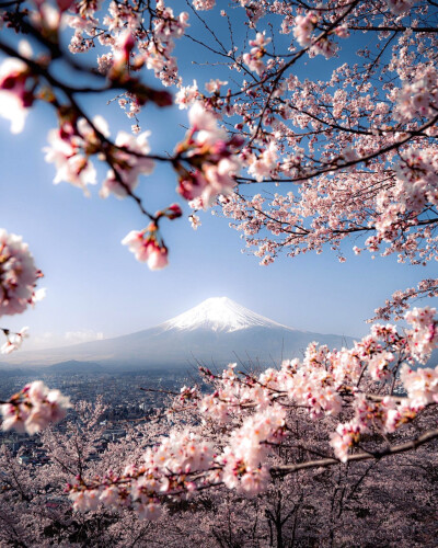 富士山和樱花