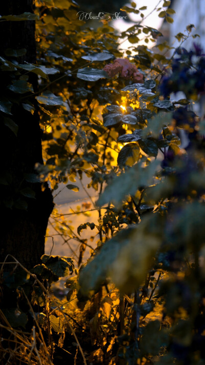 ᴵ ᵖʳᵉᶠᵉʳ ᵗᵉⁿᵈᵉʳⁿᵉˢˢ ᵃᵗ ˢᵘⁿˢᵉᵗ.
偏爱日落时刻的温柔。