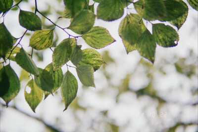 花卉背景聊天壁纸小清新花朵摄影（本人摄影勿商用）