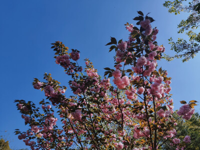 花卉背景聊天壁纸小清新花朵摄影（本人摄影勿商用）