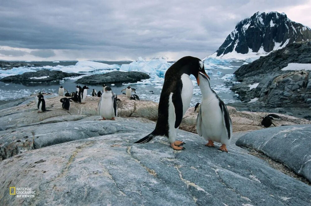 快餐 在南极洲,一只白眉企鹅(gentoo penguin)正在反刍幼崽,这顿"快餐