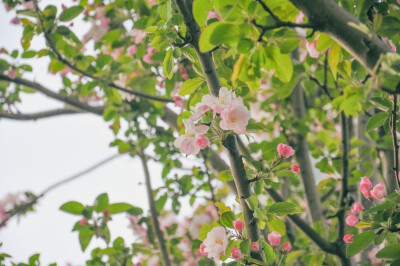 西府海棠 春天 花花 治愈 温柔