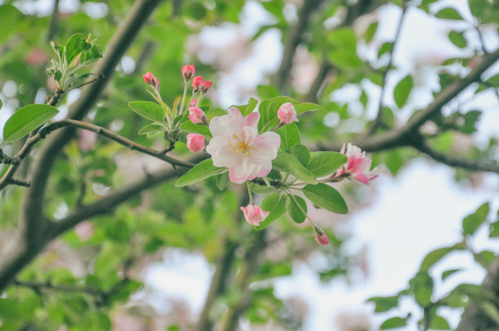 西府海棠 春天 花花 治愈 温柔