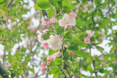 西府海棠 春天 花花 治愈 温柔