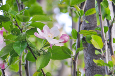 西府海棠 春天 花花 治愈 温柔