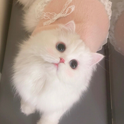 小猫咪