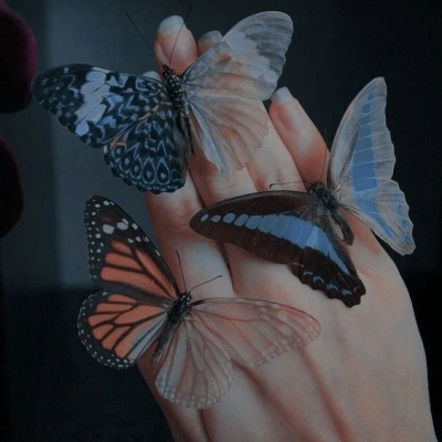 butterfly