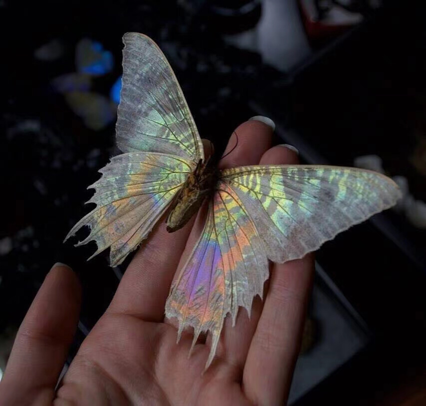 butterfly