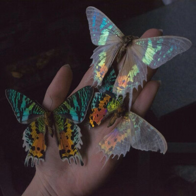 butterfly