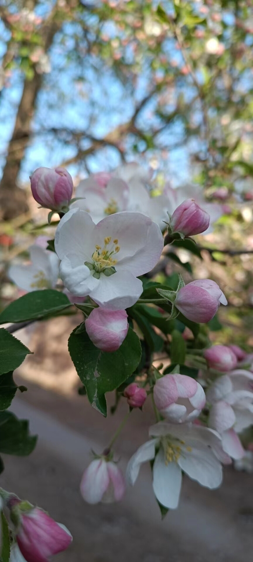 清香素雅的海红果花