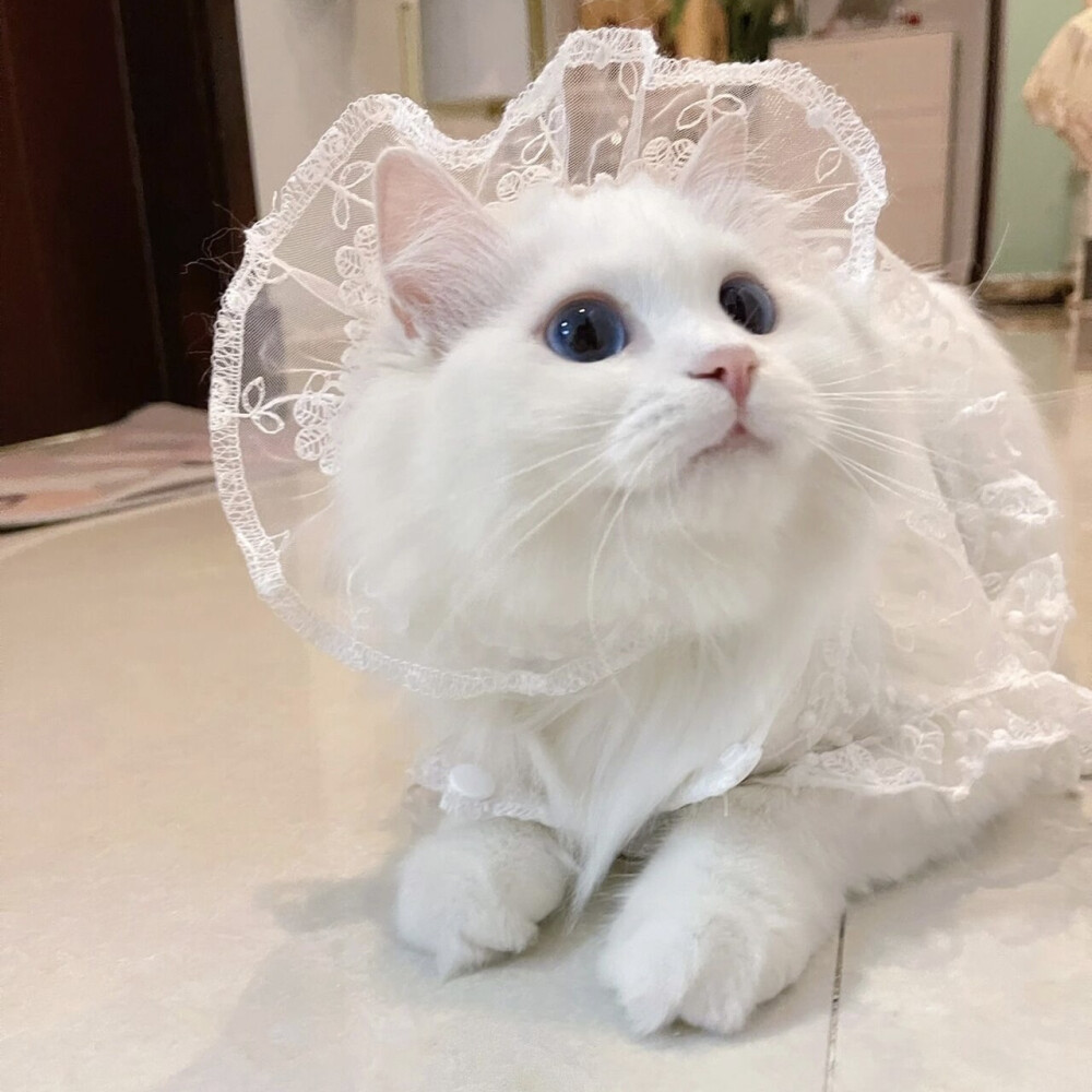 萌宠