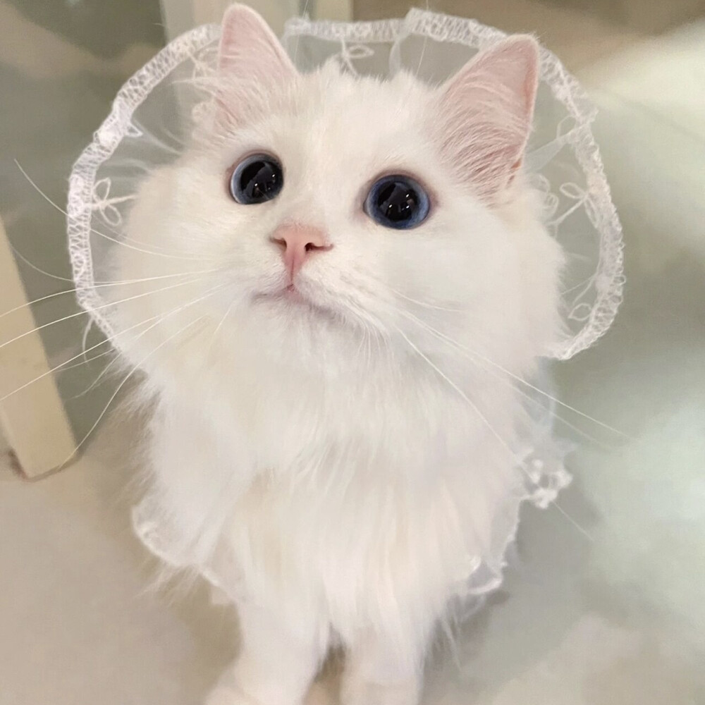萌宠