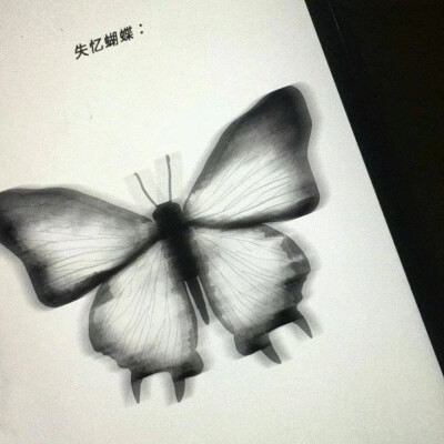 butterfly