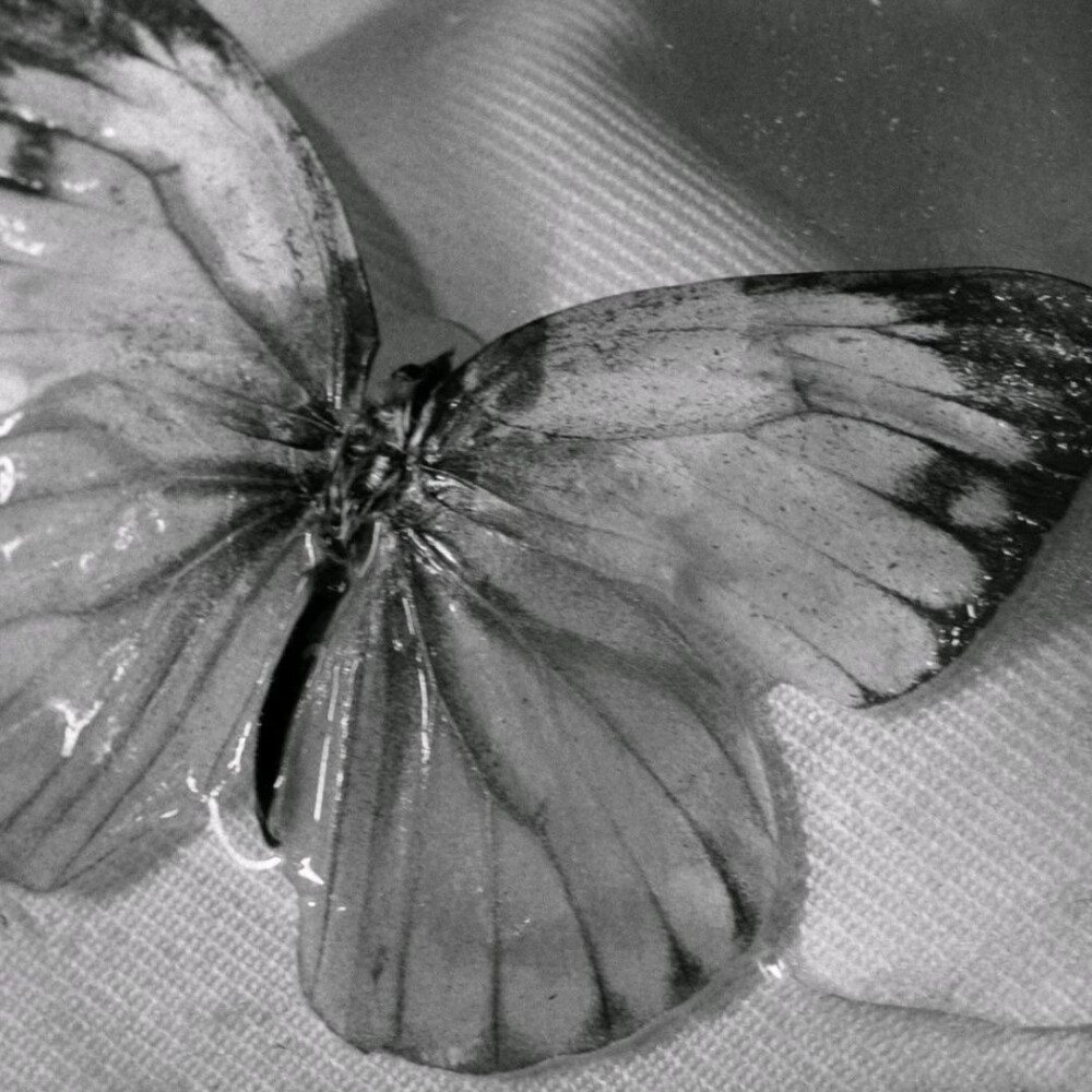 butterfly