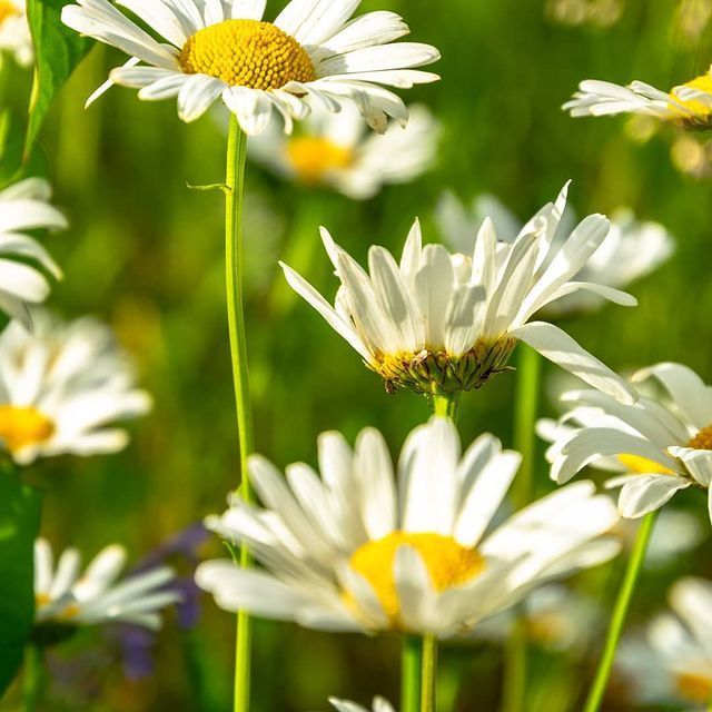 小春花