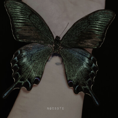 butterfly