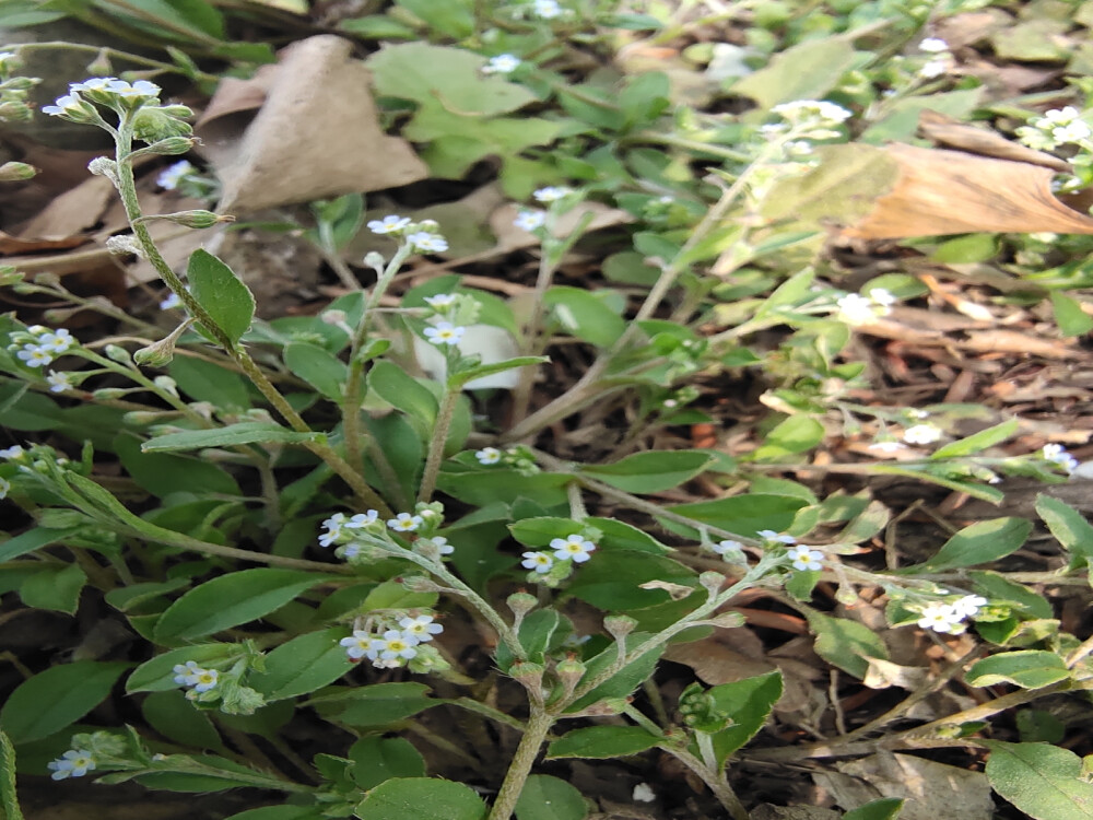 附地菜