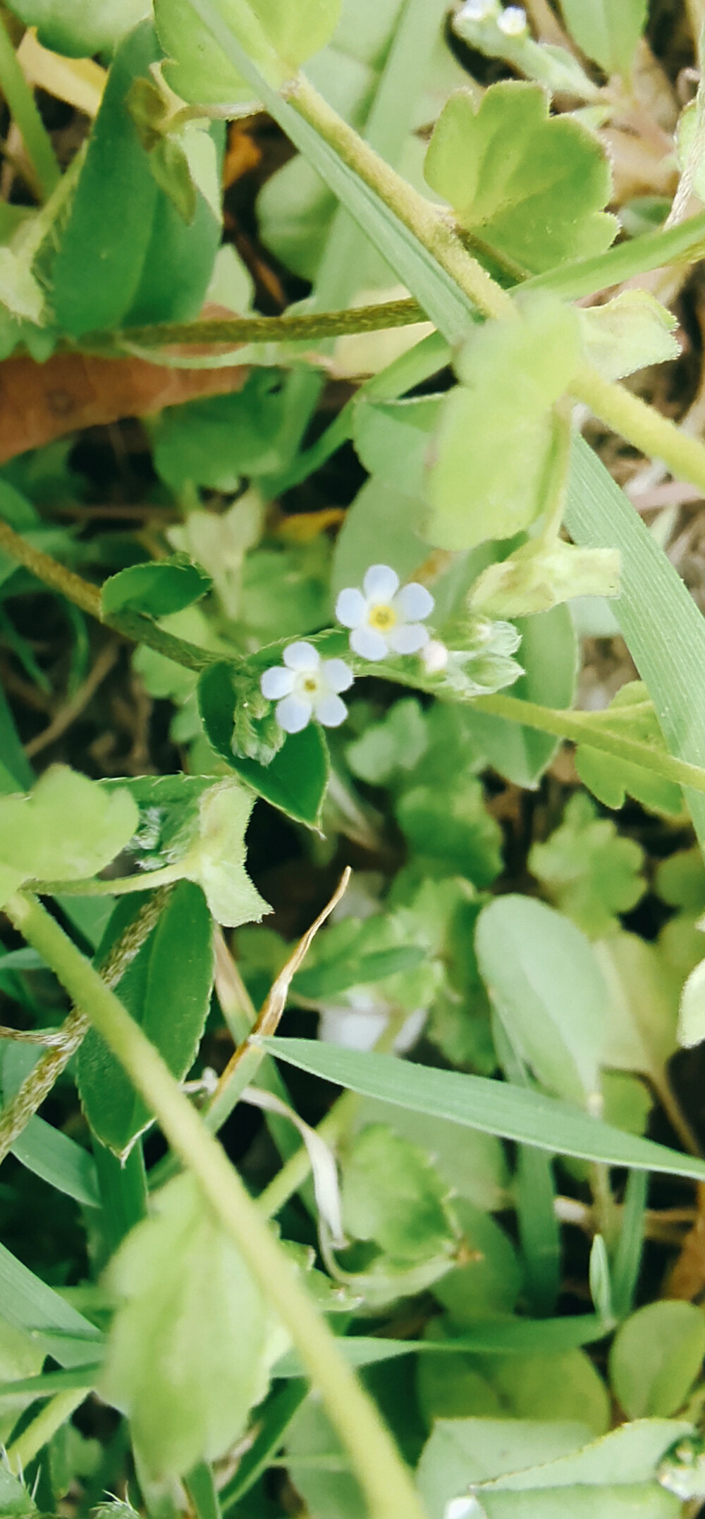 附地菜