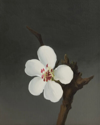 闫冰《白花》（White Flower），布面油画，50×40cm，2021年，©闫冰｜Yan Bing