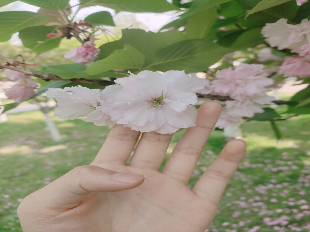 樱花，有普贤象樱花和日本晚樱