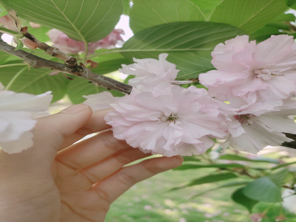 樱花，有普贤象樱花和日本晚樱