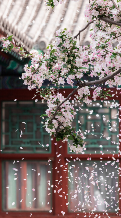 北京 恭王府 海棠吹雪 @影像视觉杨