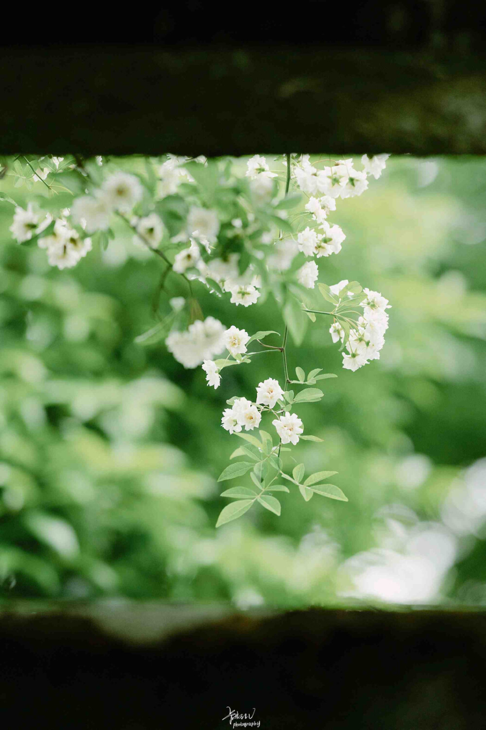 正当谷雨弄晴时。射鸭矮阑苍藓滑，画眉小槛晚花迟。一年弹指又春归 ——《浣溪沙》
晚安.
今日谷雨
摄影师/卡斯LV