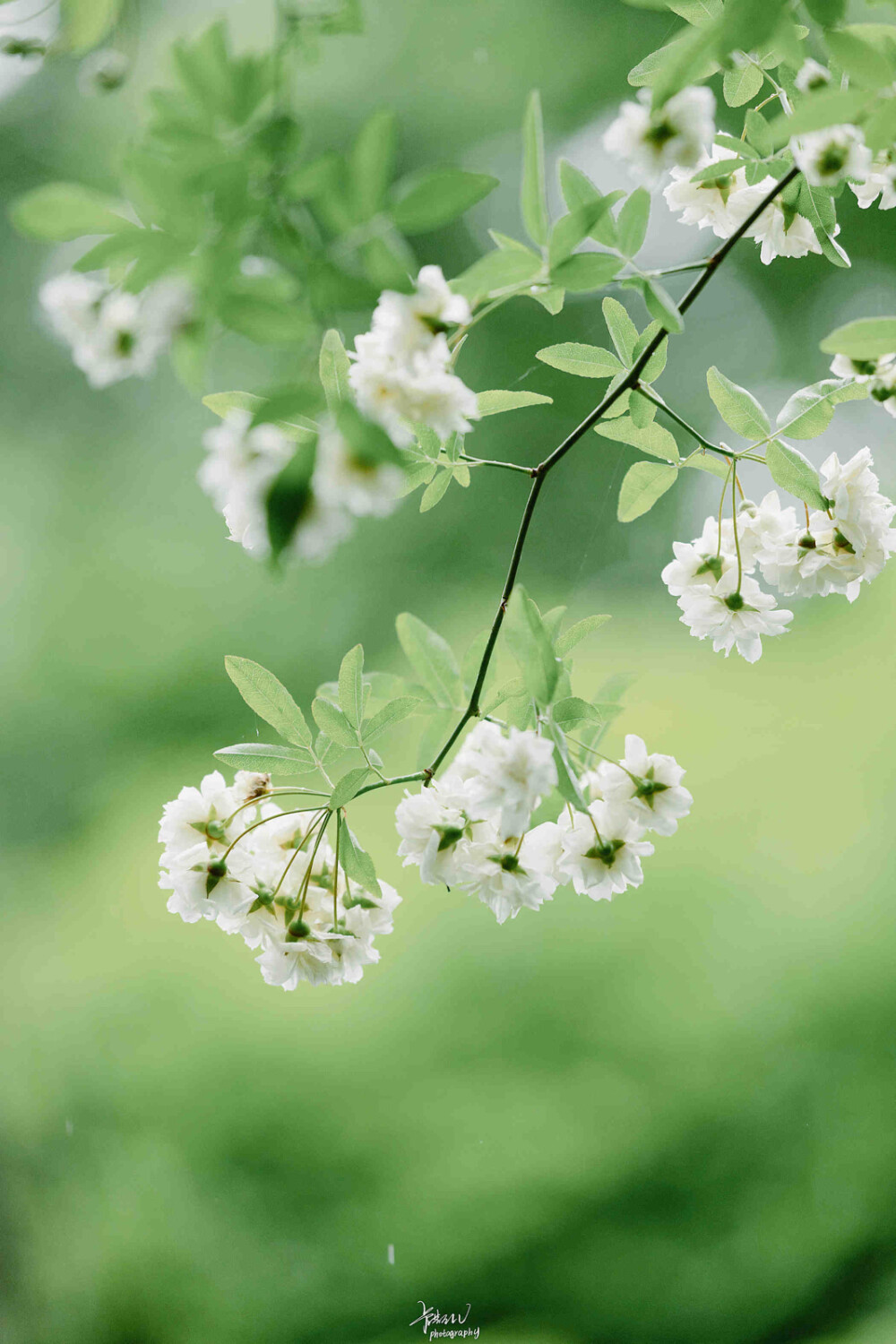 正当谷雨弄晴时。射鸭矮阑苍藓滑，画眉小槛晚花迟。一年弹指又春归 ——《浣溪沙》
晚安.
今日谷雨
摄影师/卡斯LV