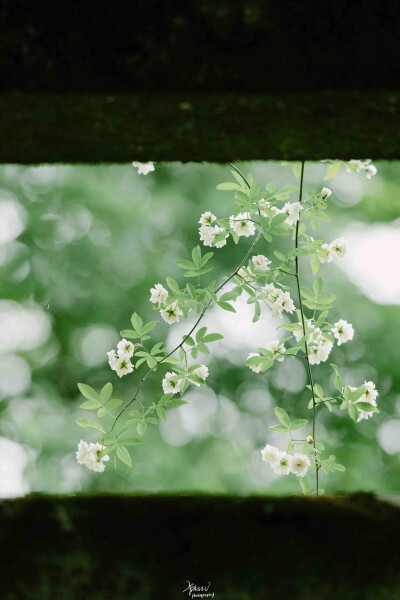 正当谷雨弄晴时。射鸭矮阑苍藓滑，画眉小槛晚花迟。一年弹指又春归 ——《浣溪沙》
晚安.
今日谷雨
摄影师/卡斯LV