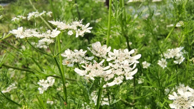 美丽吉安之赏花系列：芫荽花开满山坡 