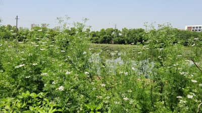 美丽吉安之赏花系列：芫荽花开满山坡 