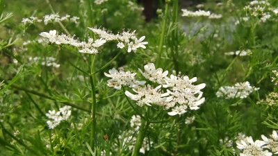 美丽吉安之赏花系列：芫荽花开满山坡 