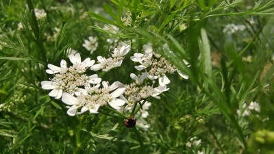 美丽吉安之赏花系列：芫荽花开满山坡 