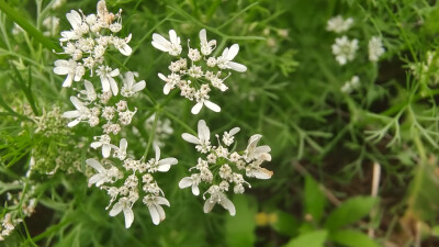 美丽吉安之赏花系列：芫荽花开满山坡 