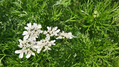 美丽吉安之赏花系列：芫荽花开满山坡 