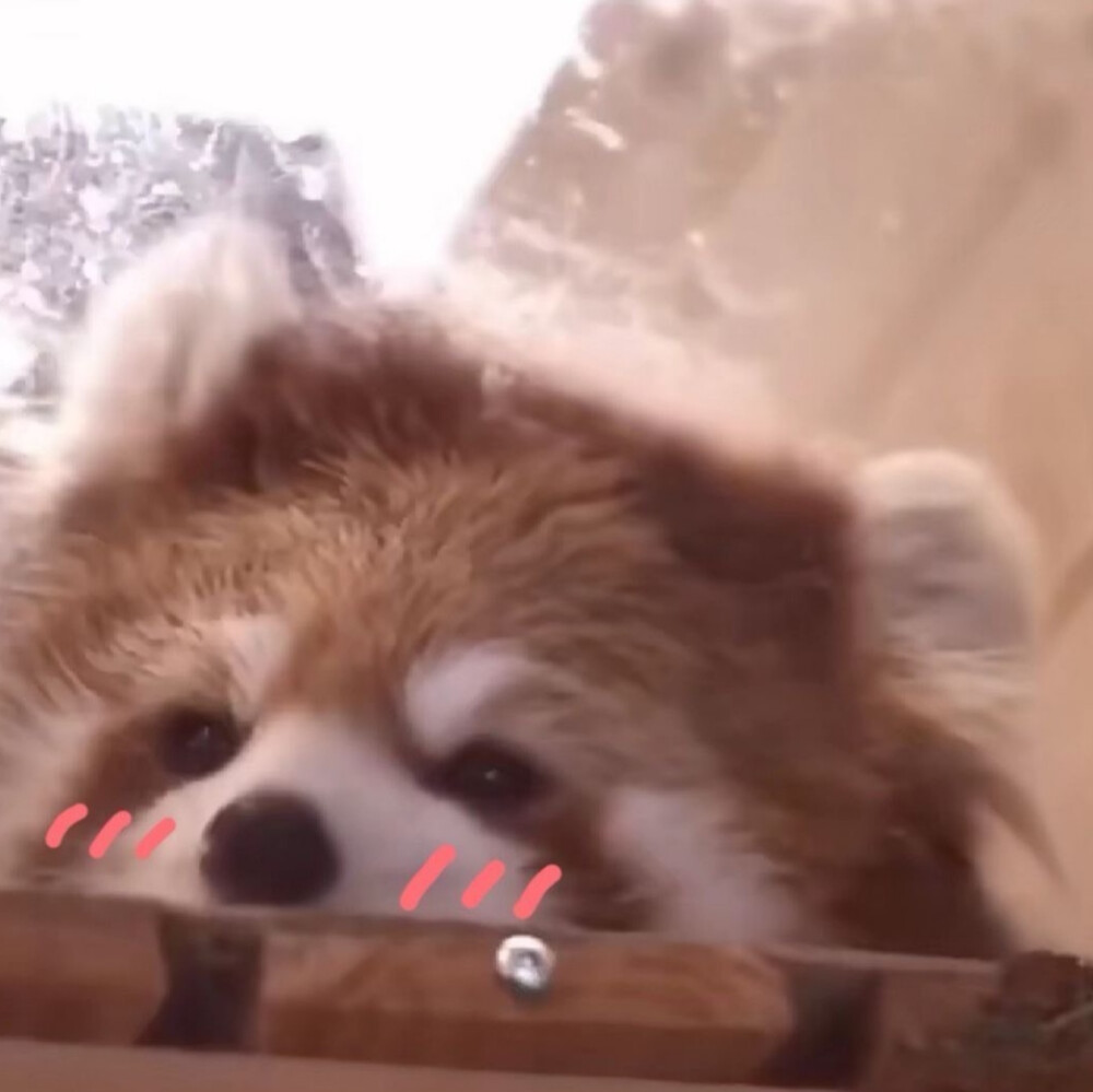 就让小狗来治愈你的不开心吧