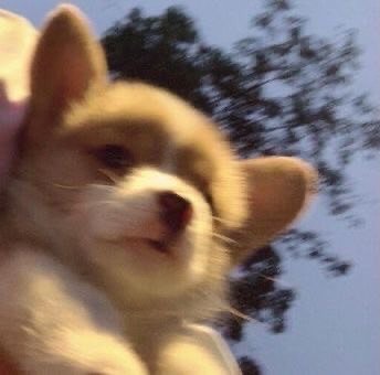 就让小狗来治愈你的不开心吧