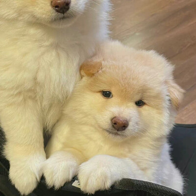 就让小狗来治愈你的不开心吧