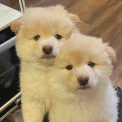 就让小狗来治愈你的不开心吧