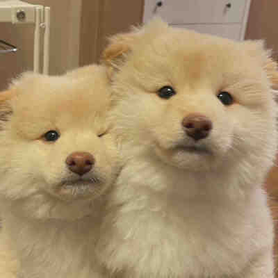 就让小狗来治愈你的不开心吧