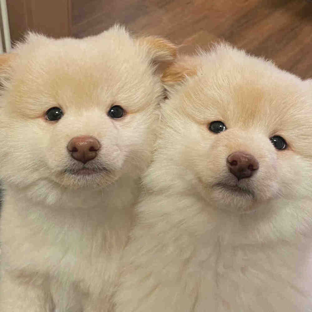 就让小狗来治愈你的不开心吧