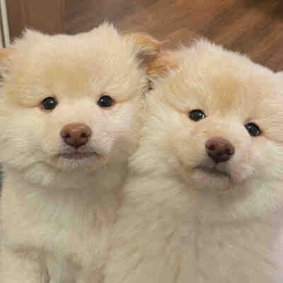 就让小狗来治愈你的不开心吧